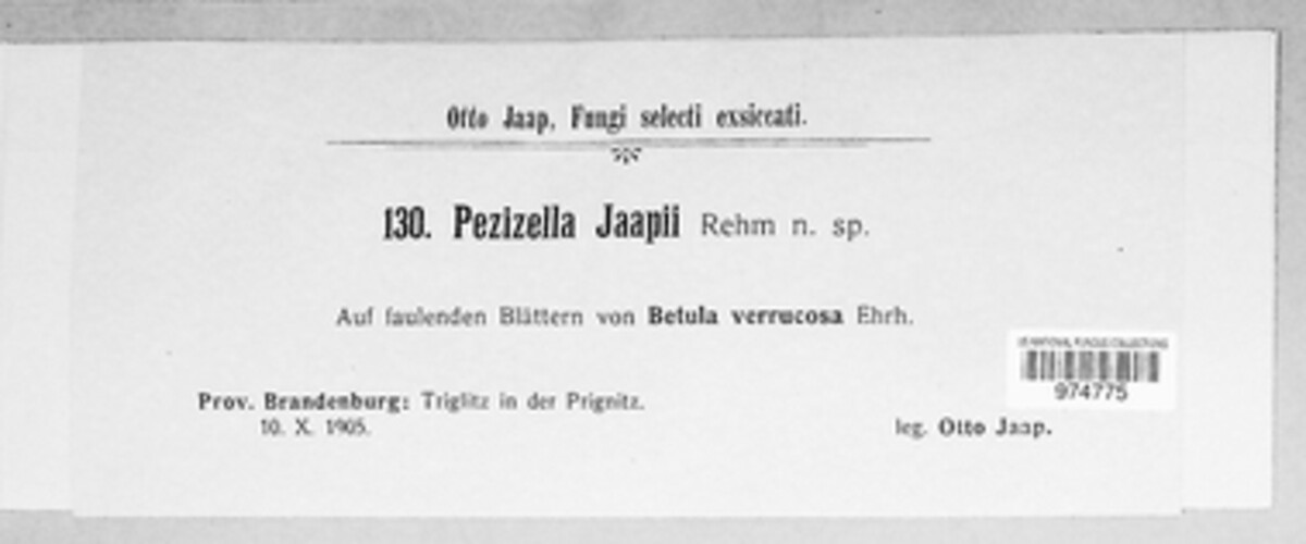 Pezizella jaapii image
